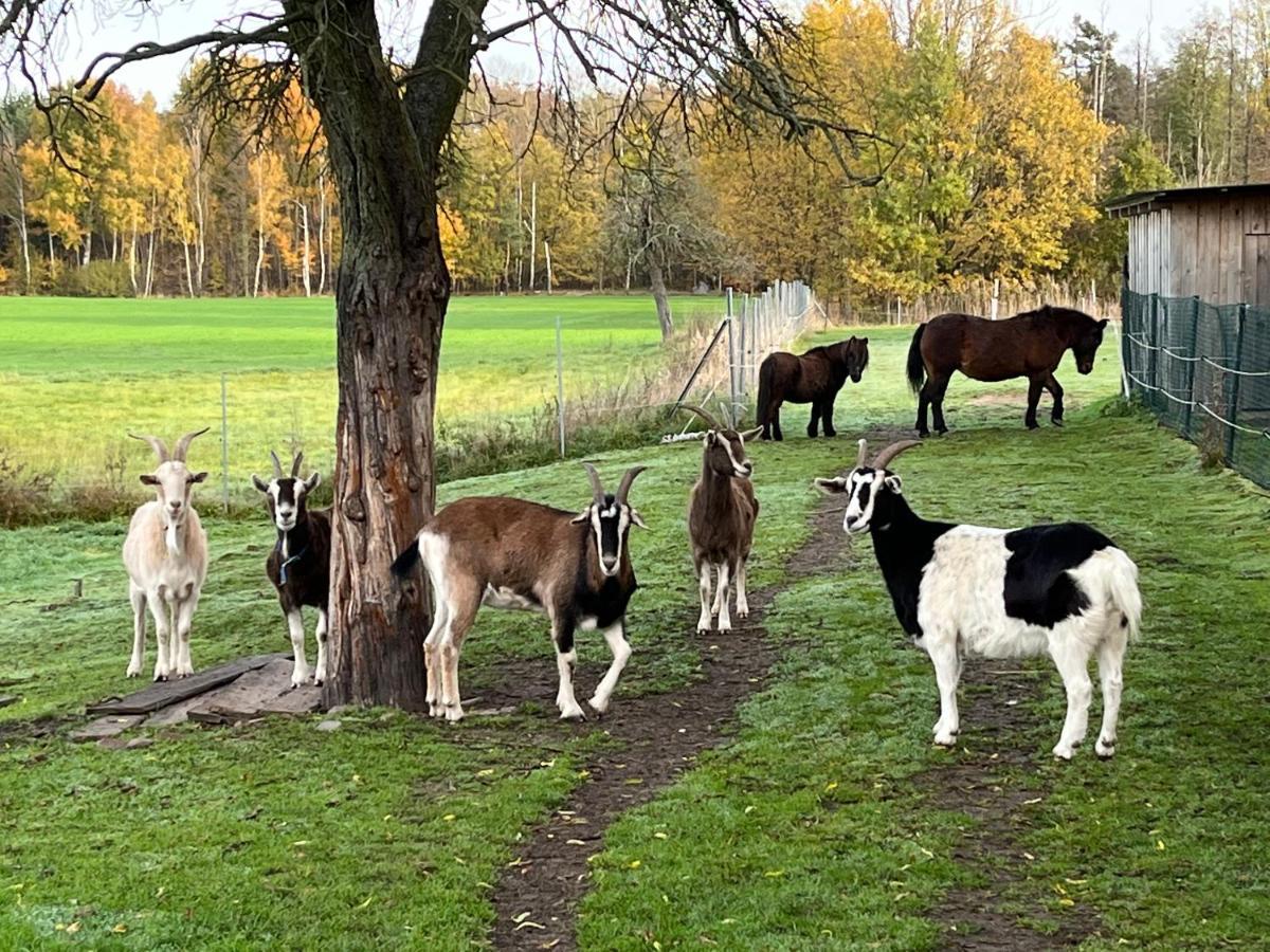 Ferienhof Olbasee Kleinsaubernitz Екстер'єр фото
